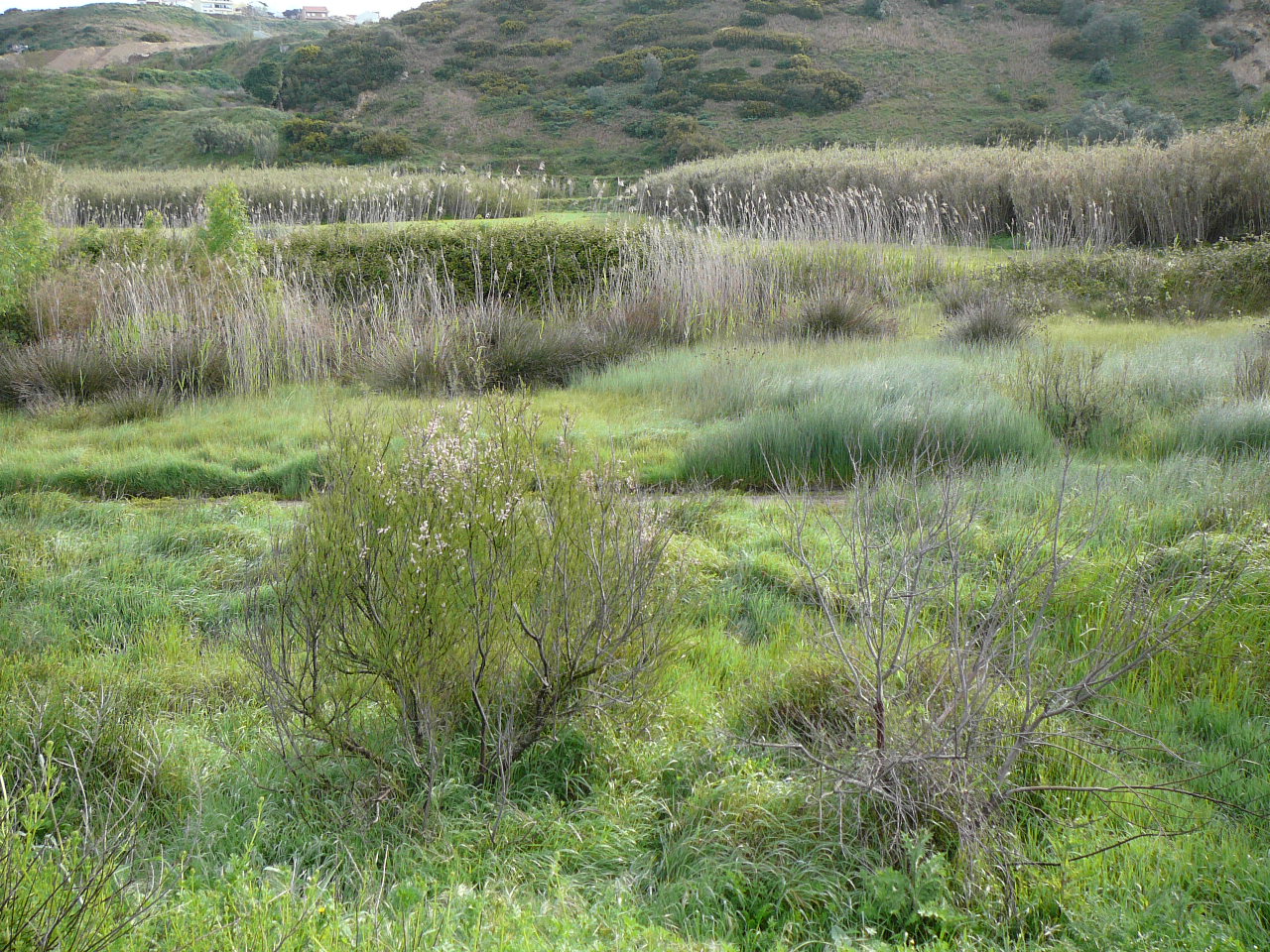 Lisbonne - Vila Franca de Xira La vallée du rio Trancão Roselière