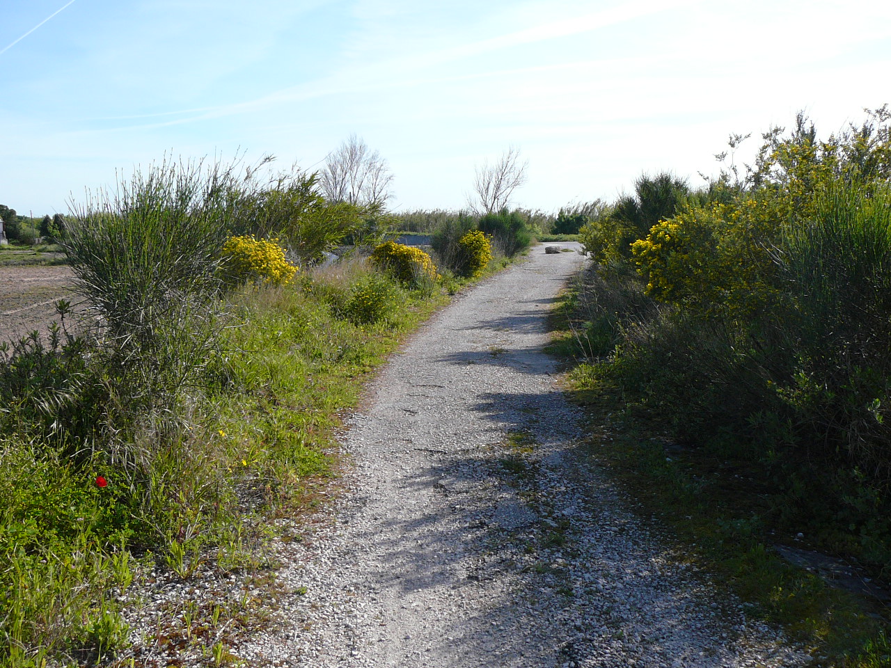 Azambula - Santarèm Chemin dans la plaine du Tage 