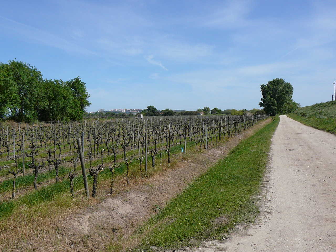 Azambula - Santarèm Premières vignes 