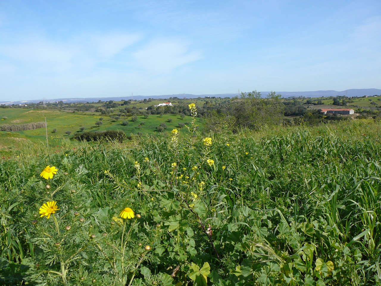 Santarèm - Monsanto Paysage du côté de Azoia de Baixa 