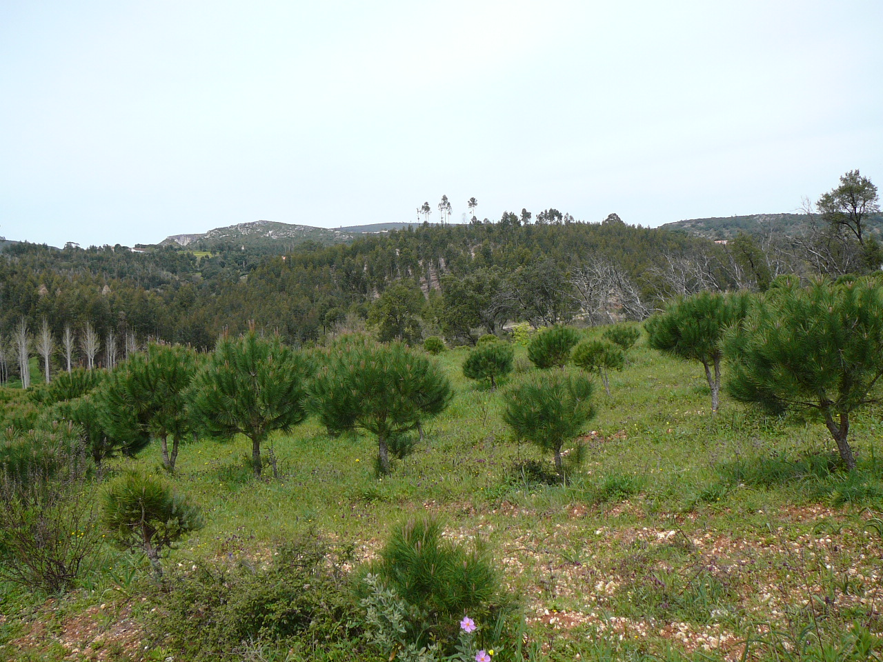 Santarèm - Monsanto Paysage près de Monsanto 