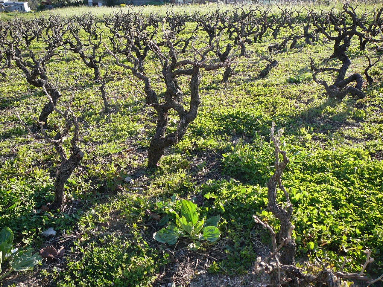 Fatima - Caxarias Vieilles vignes 
