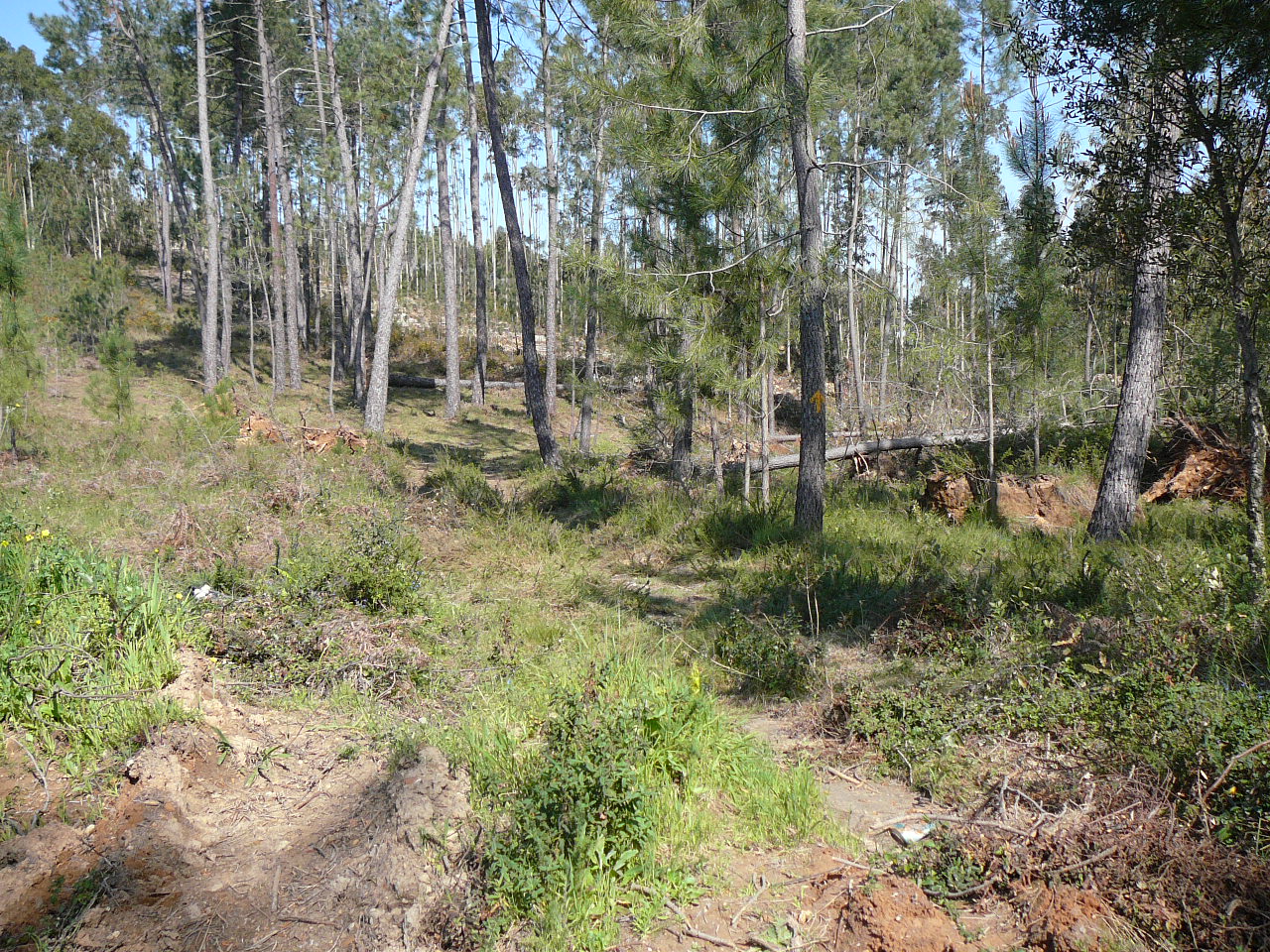 Sargenta Mor - Avelãs de Caminho Un chemin embrouillé après Aguim 
