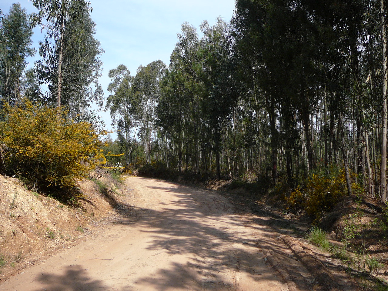 Avelãs de Caminho - Albergaria a Velha Le chemin après Serém 