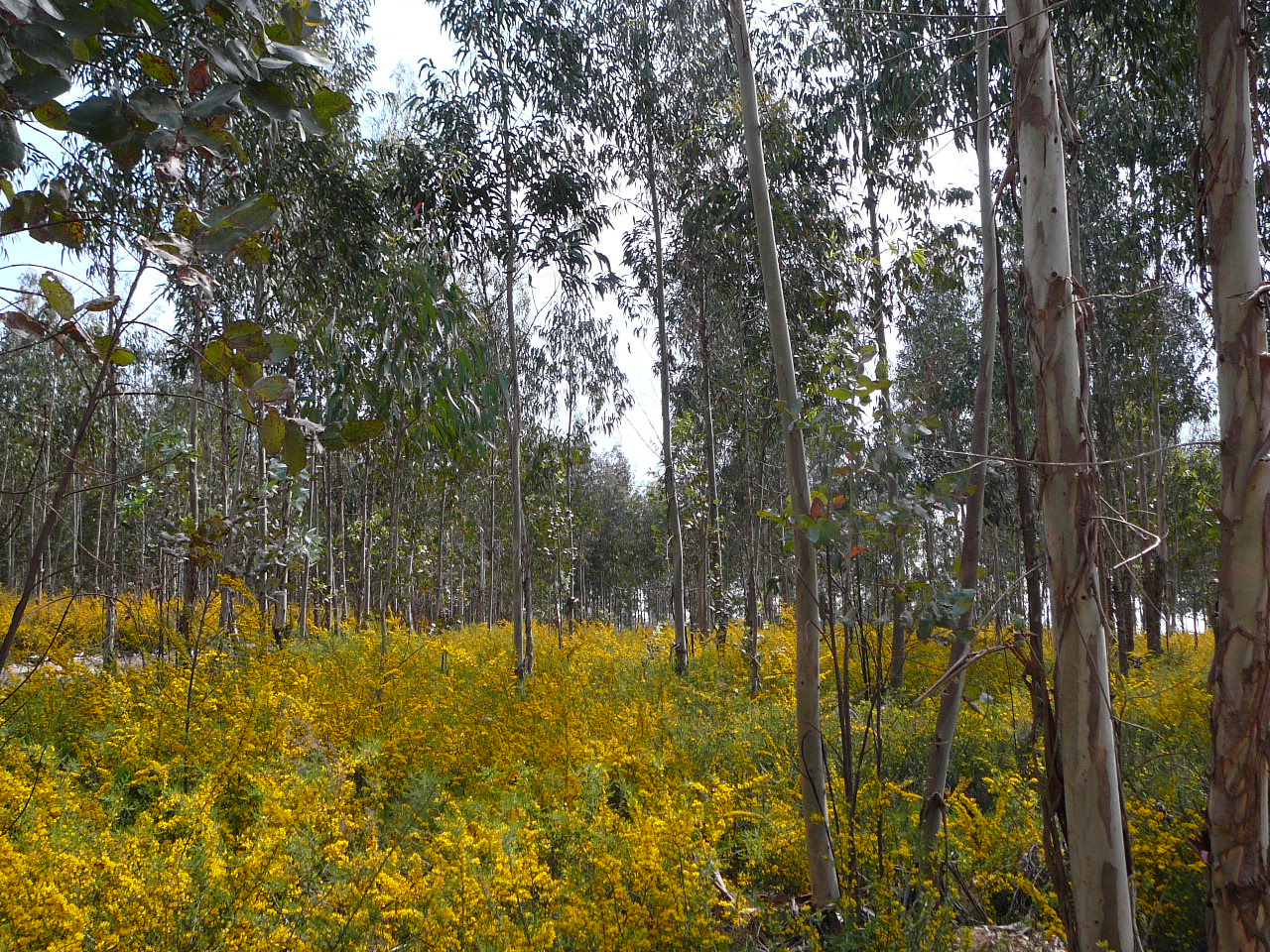 Avelãs de Caminho - Albergaria a Velha Eucalyptus et genêts 