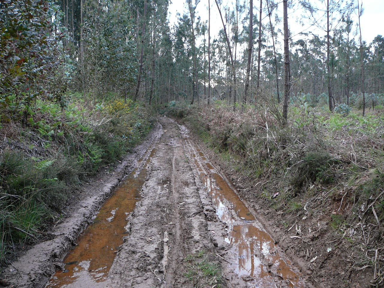 Albergaria a Velha - São João da Madeira Le chemin à la sortie d'Albergaria a Velha 