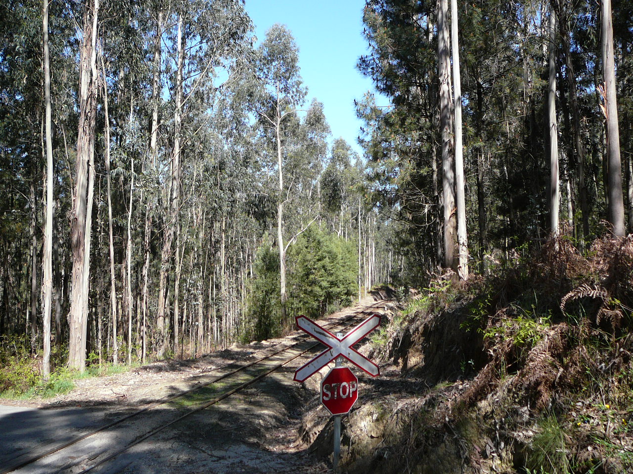 Albergaria a Velha - São João da Madeira La ligne du petit train dans la forêt d'eucalyptus 