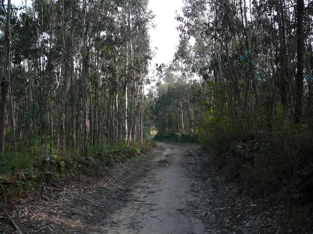 Vilarinho - Barcelos Chemin avant Rates 