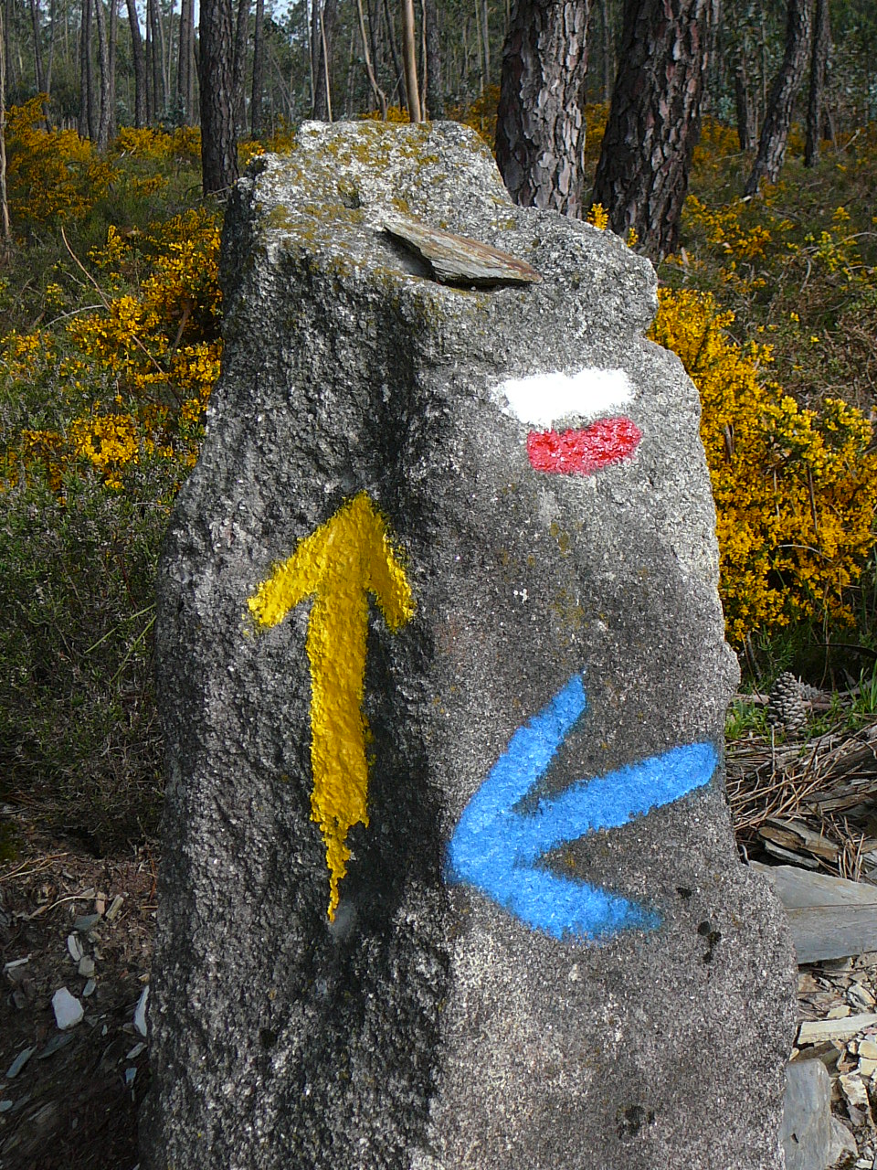 Vilarinho - Barcelos Marquage dans la forêt 