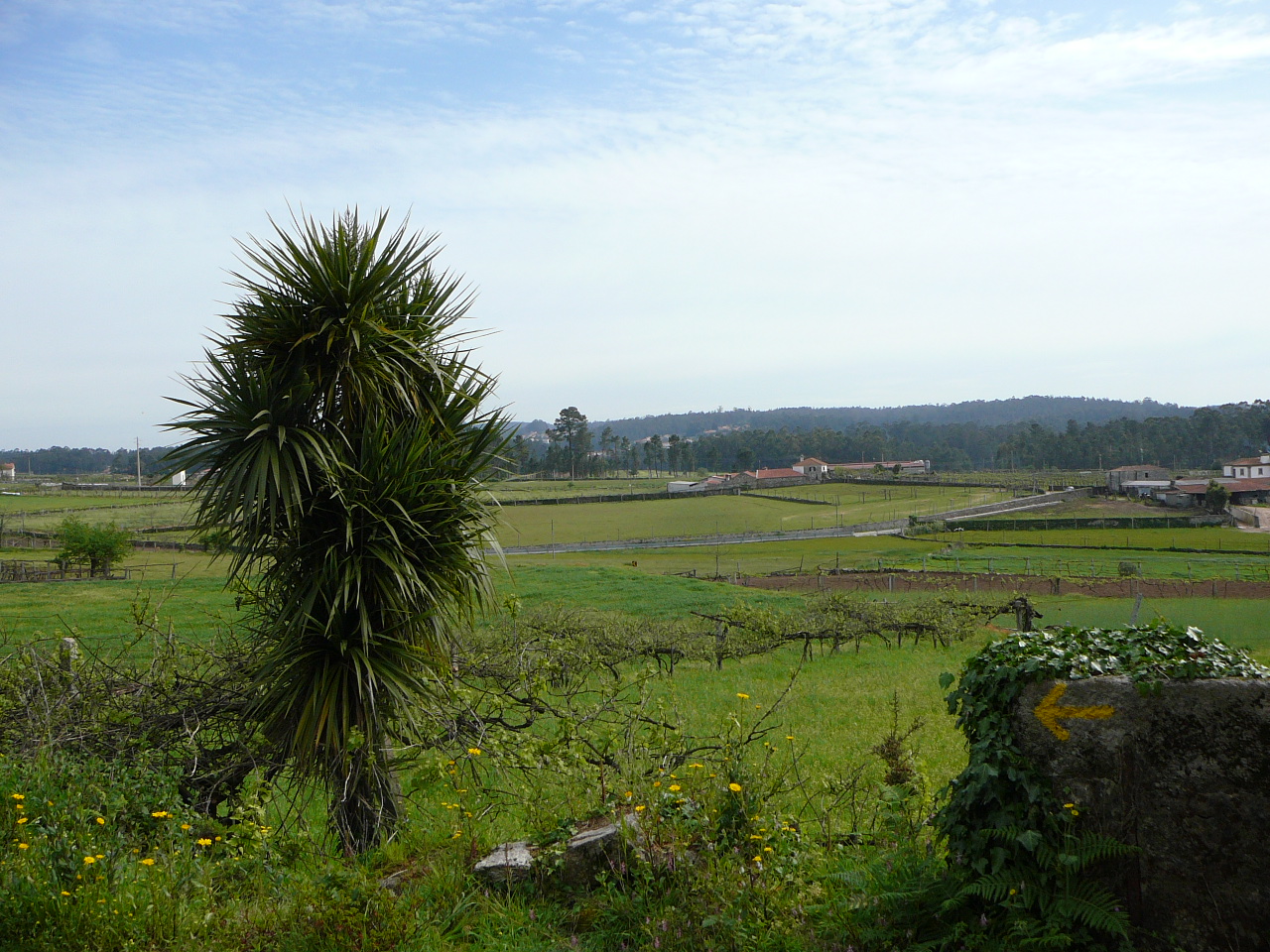 Vilarinho - Barcelos La campagne vers Pereira 