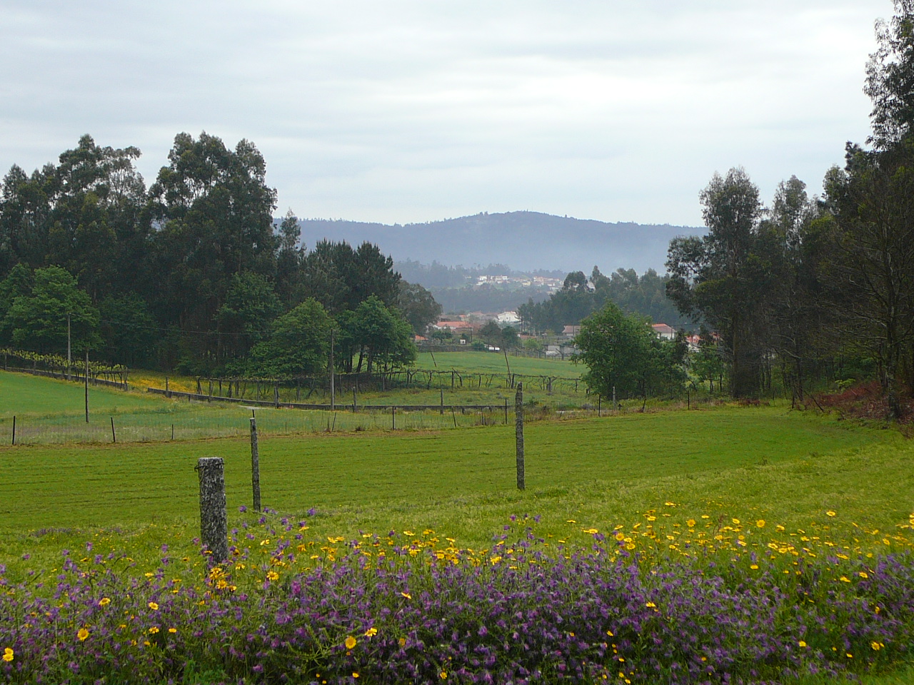 Barcelos - Ponte  de Lima Campagne près de Vila Boa 