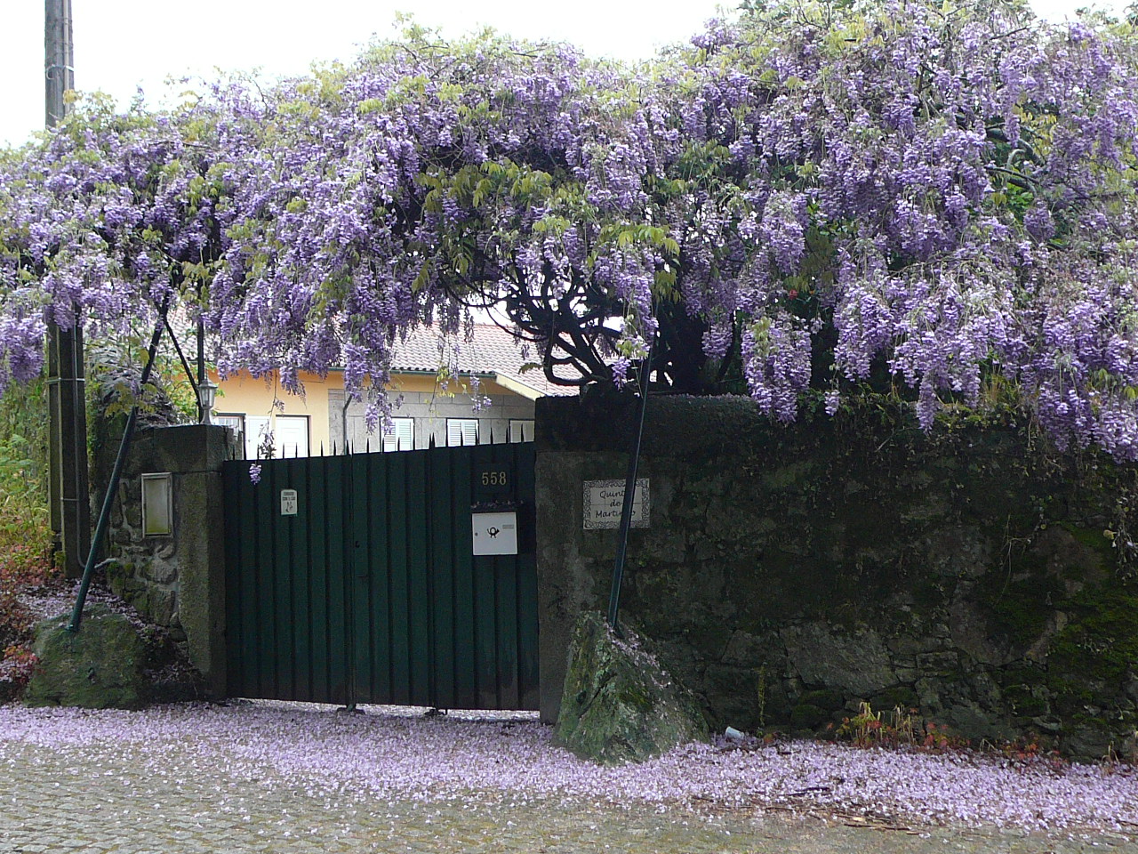 Barcelos - Ponte  de Lima Une belle glycine en fin de floraison 