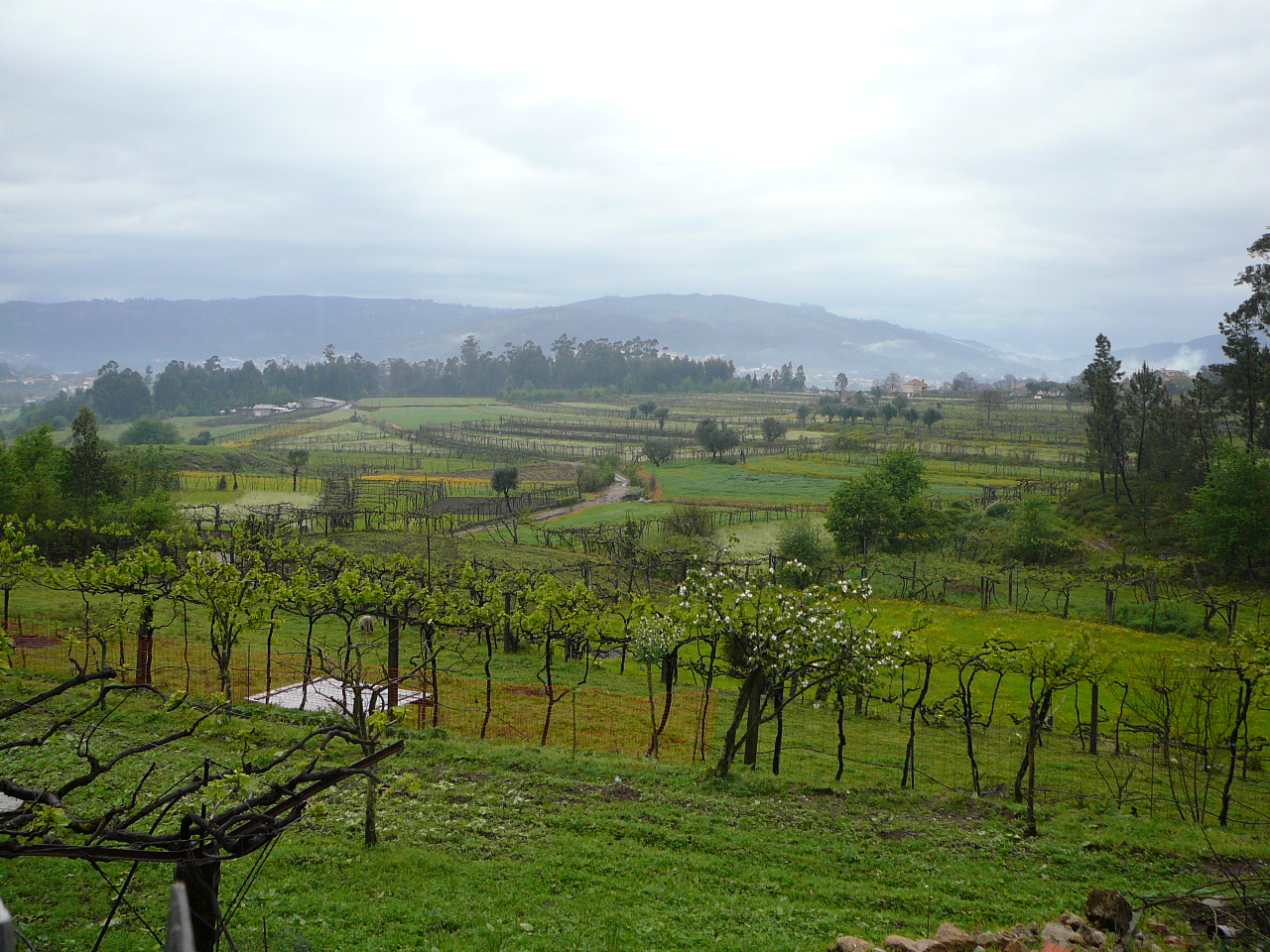 Barcelos - Ponte  de Lima La campagne du côté de Lijó 
