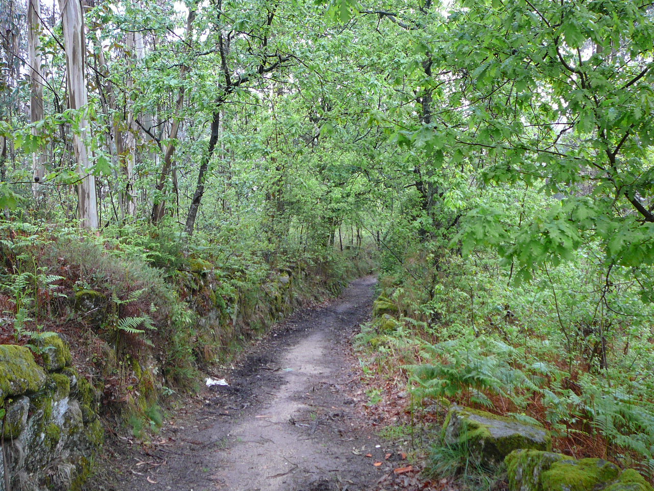 Barcelos - Ponte  de Lima Un agréable chemin forestier 