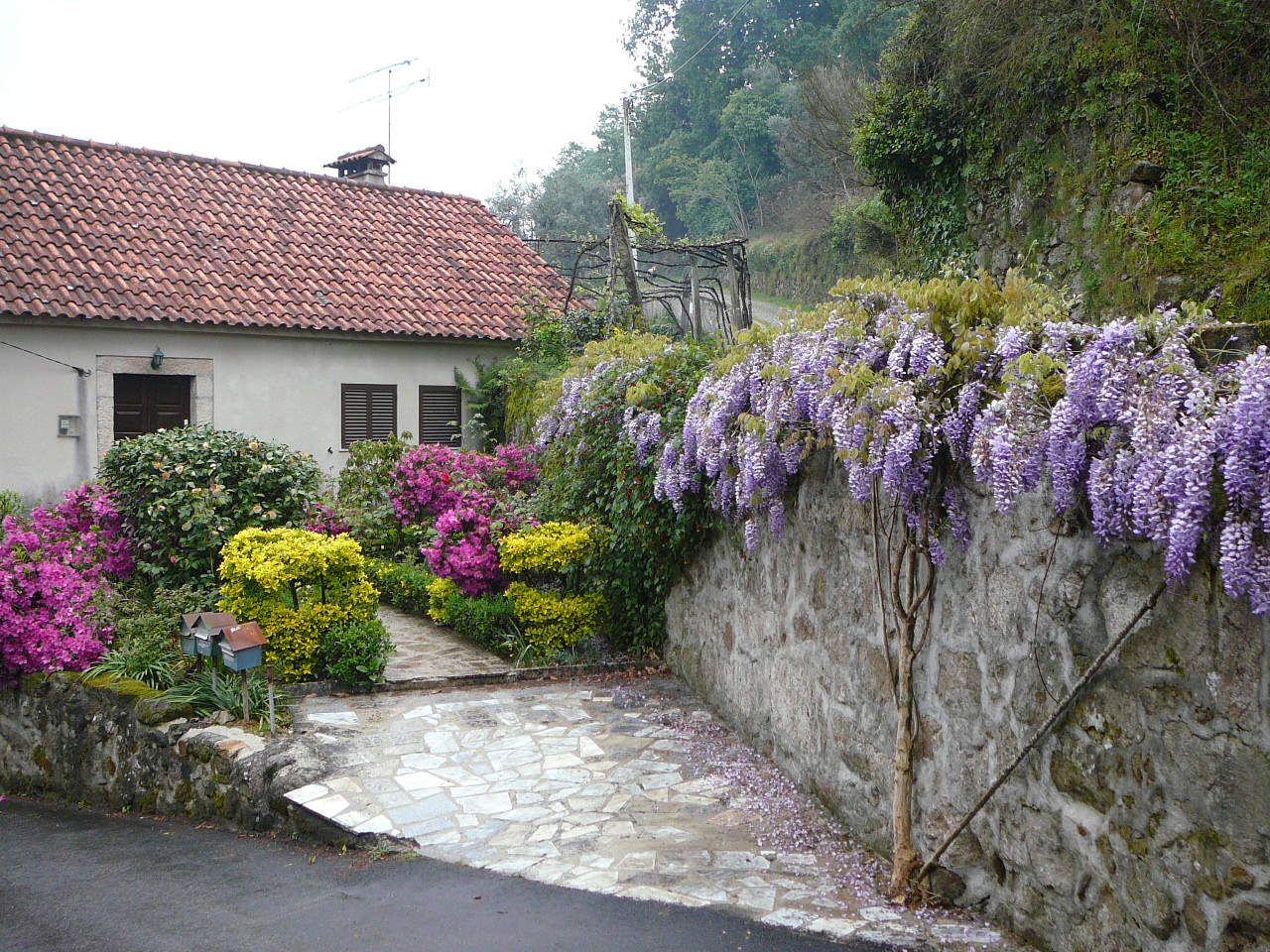 Barcelos - Ponte  de Lima Diversité de fleurs 
