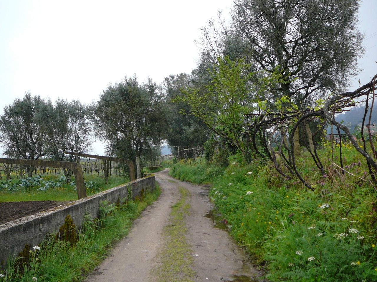 Barcelos - Ponte  de Lima Chemin dans la vallée du rio Lima 