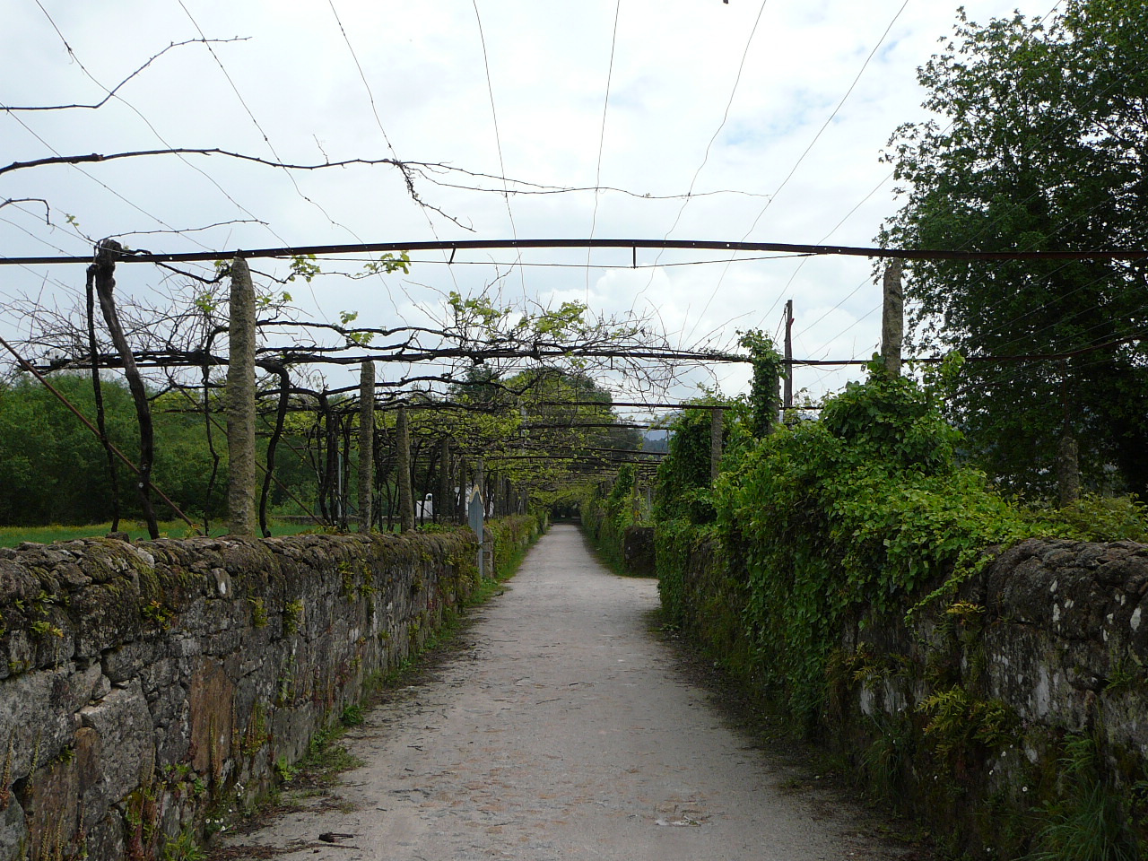 Barcelos - Ponte  de Lima Une allée bientôt ombragée 