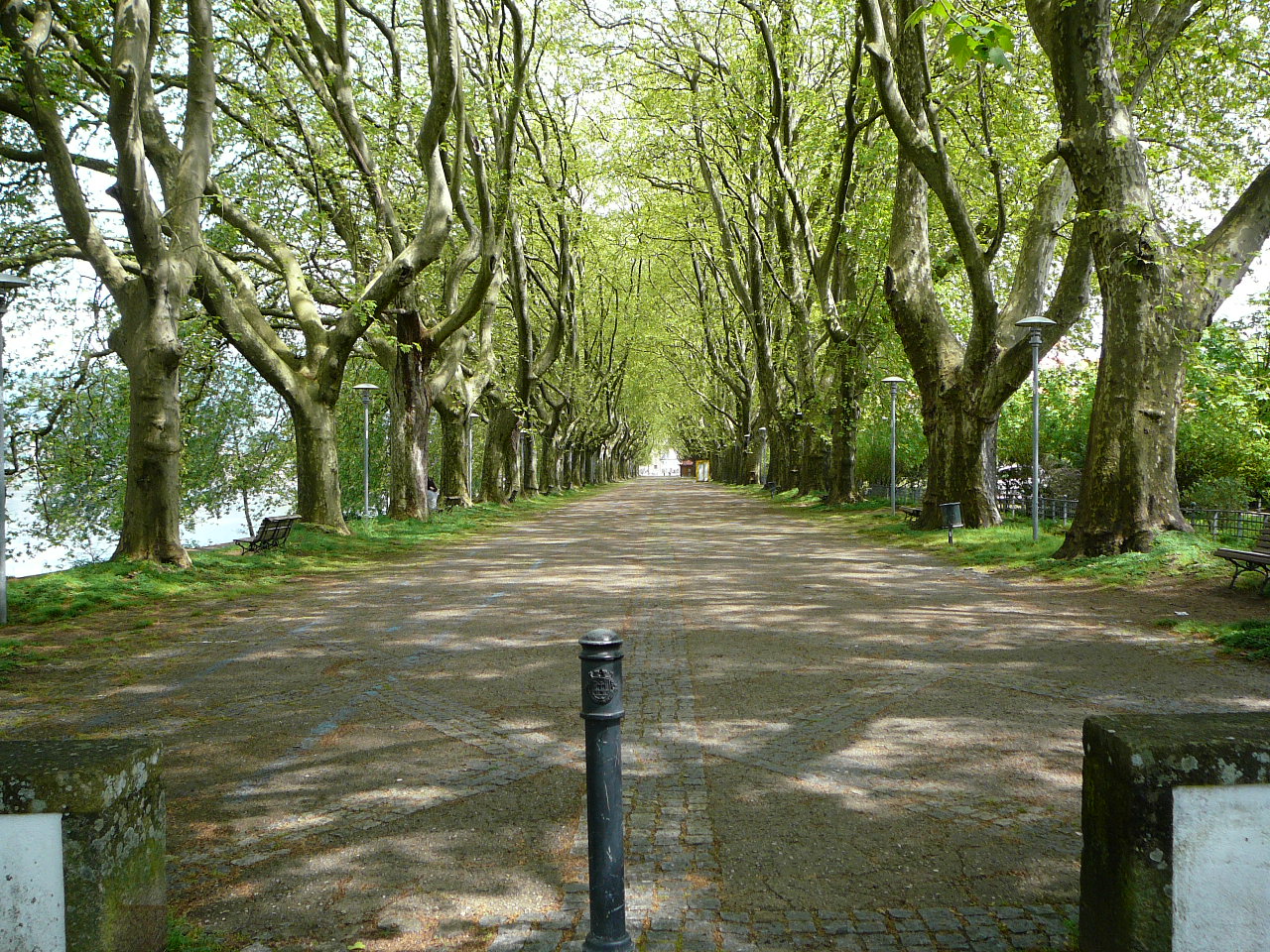 Barcelos - Ponte  de Lima Allée de platanes en arrivant à Ponte de Lima 
