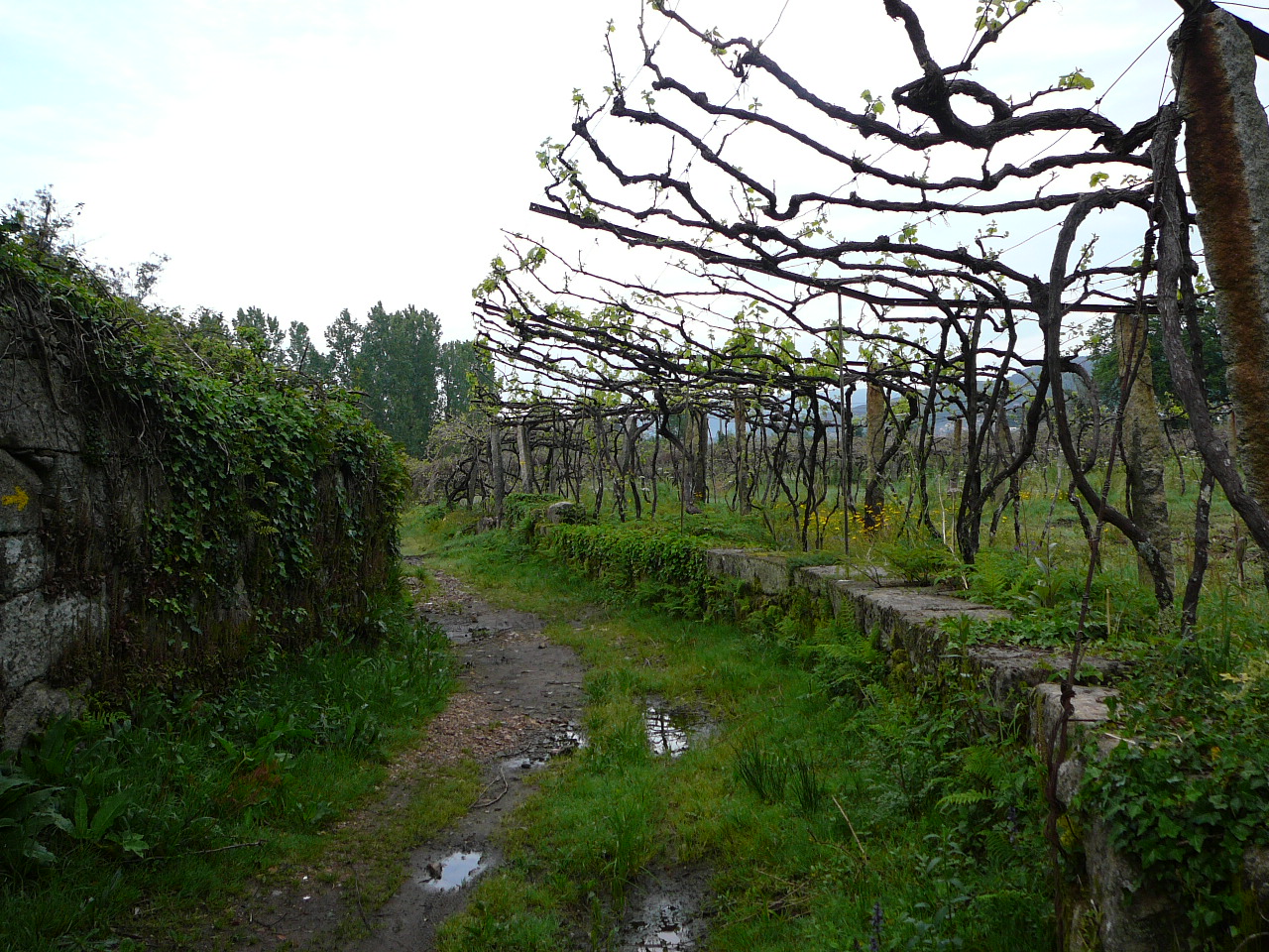 Ponte  de Lima - Rubiães Chemin après Ponte de Lima 