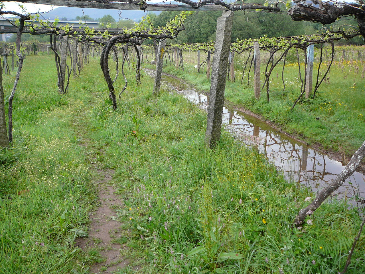 Ponte  de Lima - Rubiães A droite, le chemin inondé 