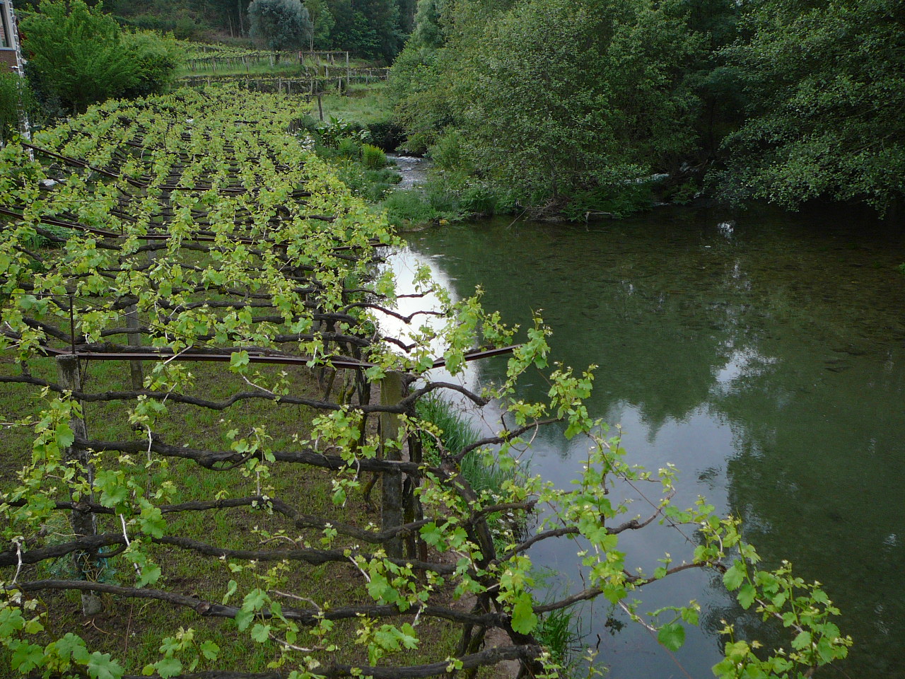 Ponte  de Lima - Rubiães Vigne près du rio Labruja 