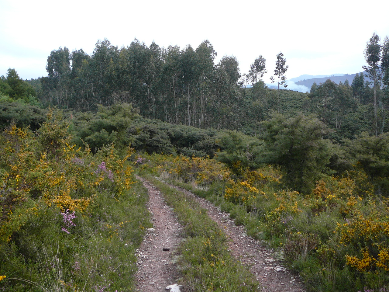 Ponte  de Lima - Rubiães Avant Labruja 