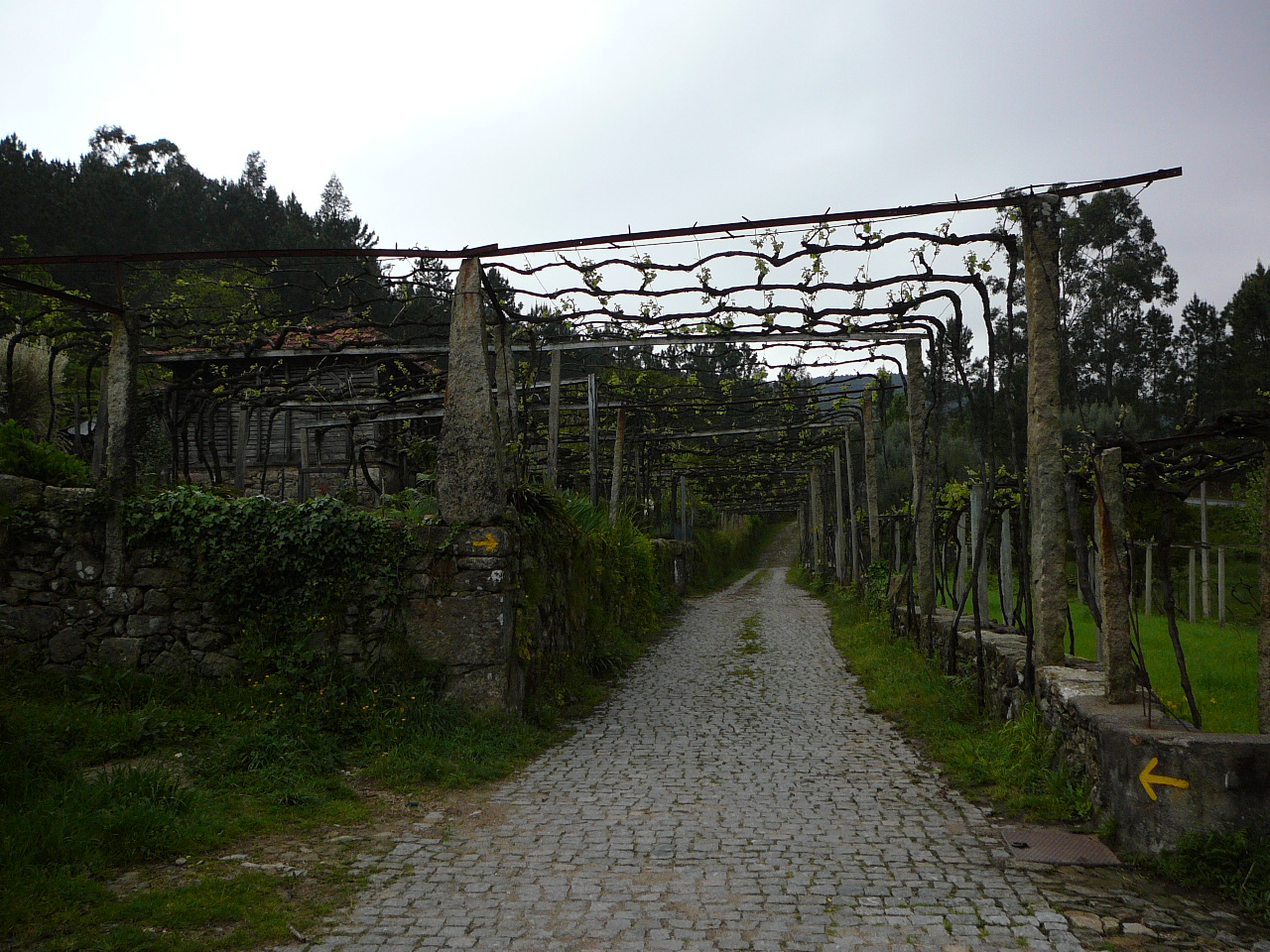 Ponte  de Lima - Rubiães Une jolie allée 