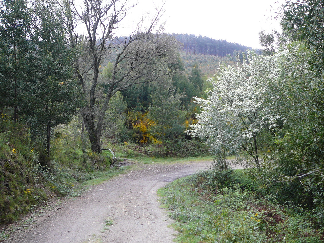 Ponte  de Lima - Rubiães Un agréable chemin après Labruja 