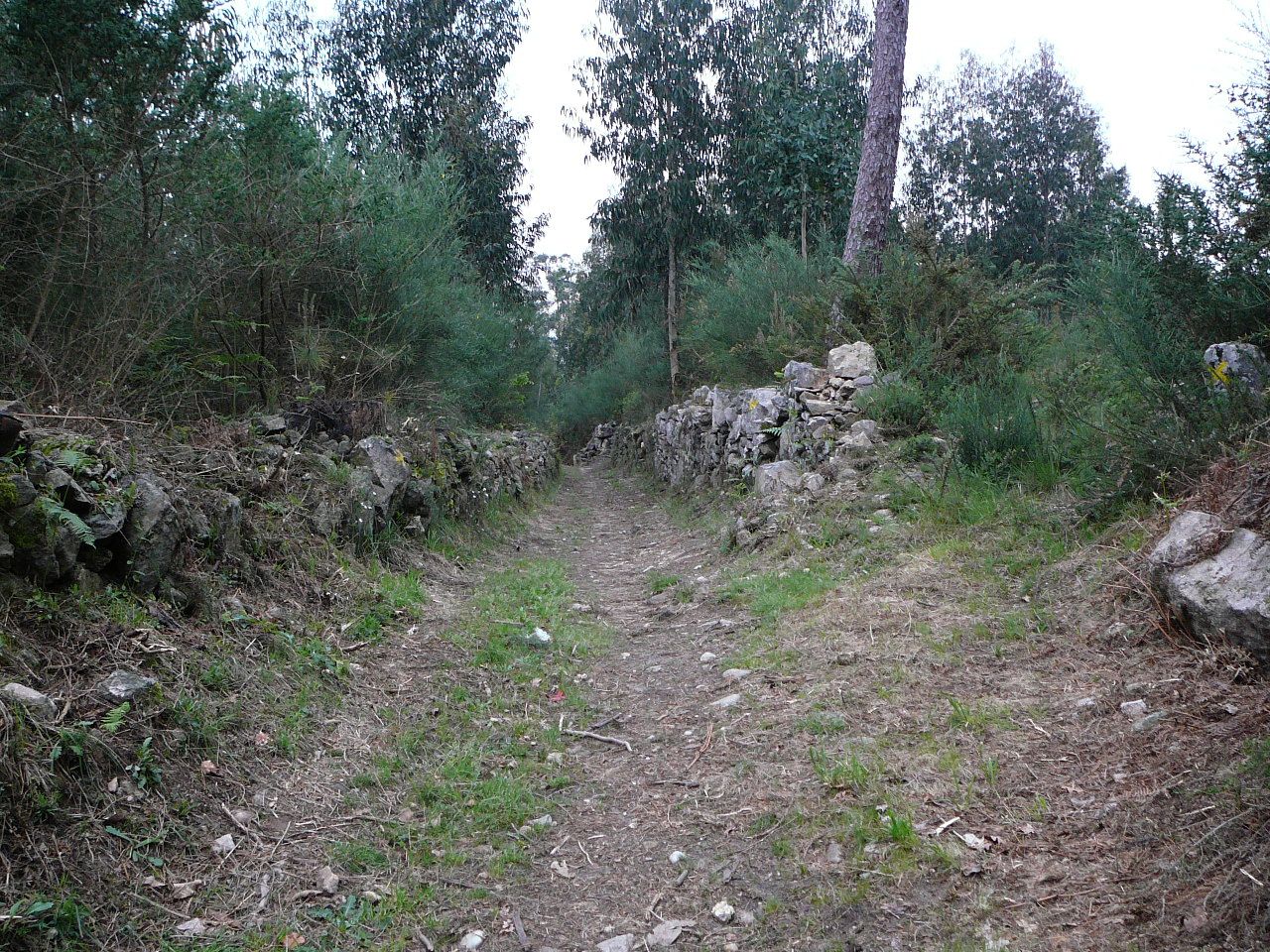 Rubiães - Tuy Chemin dans la forêt 