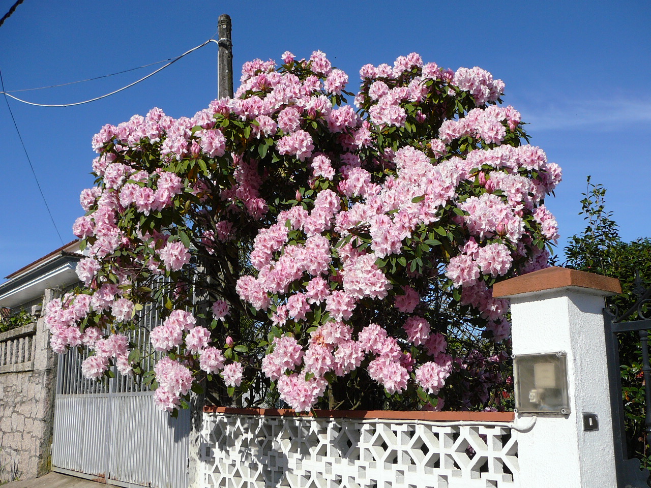 O Porriño - Redondela Un arbre magnifique 