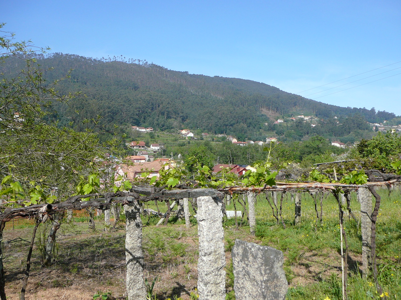 O Porriño - Redondela Vigne dans la vallée du río Louro 