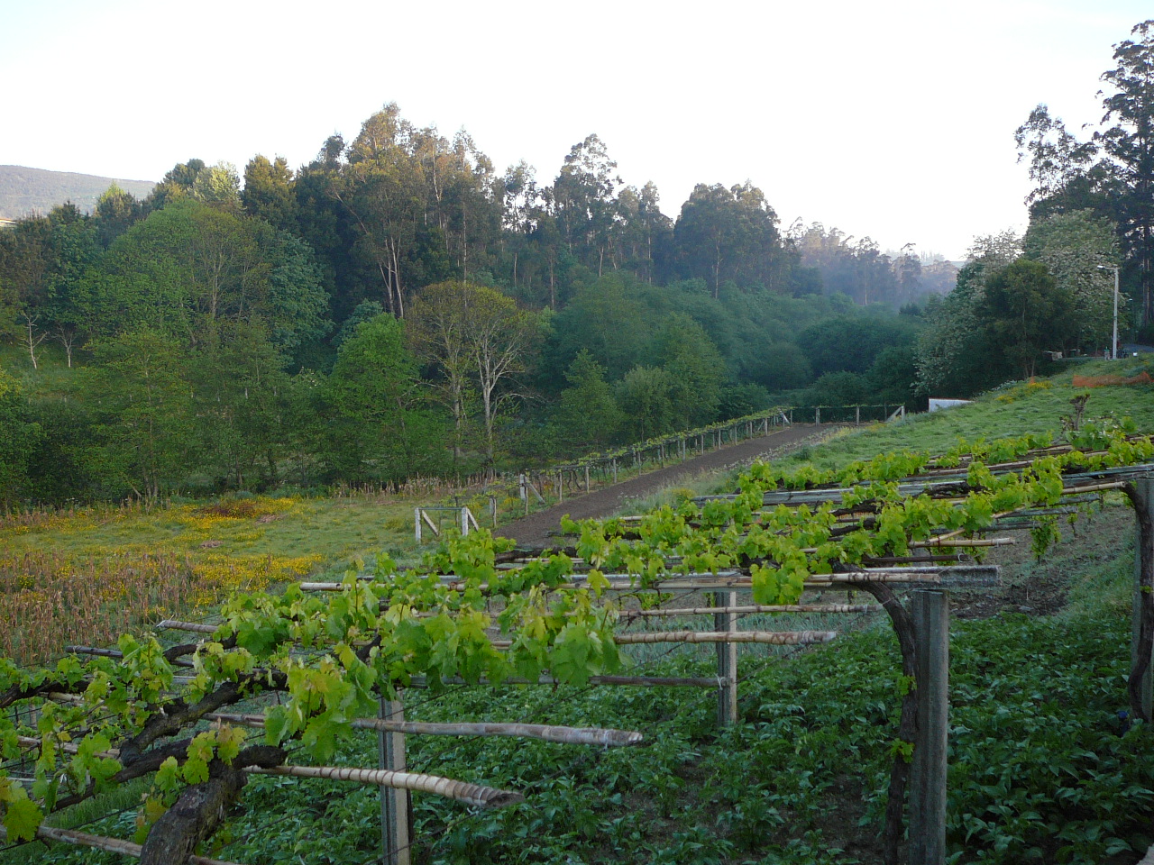 Ponteverdra - Caldas de Reis Vigne avant Alba 