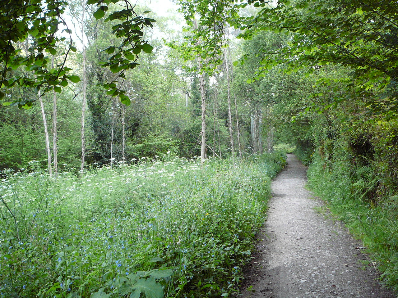Ponteverdra - Caldas de Reis Le chemin près d'Alba 