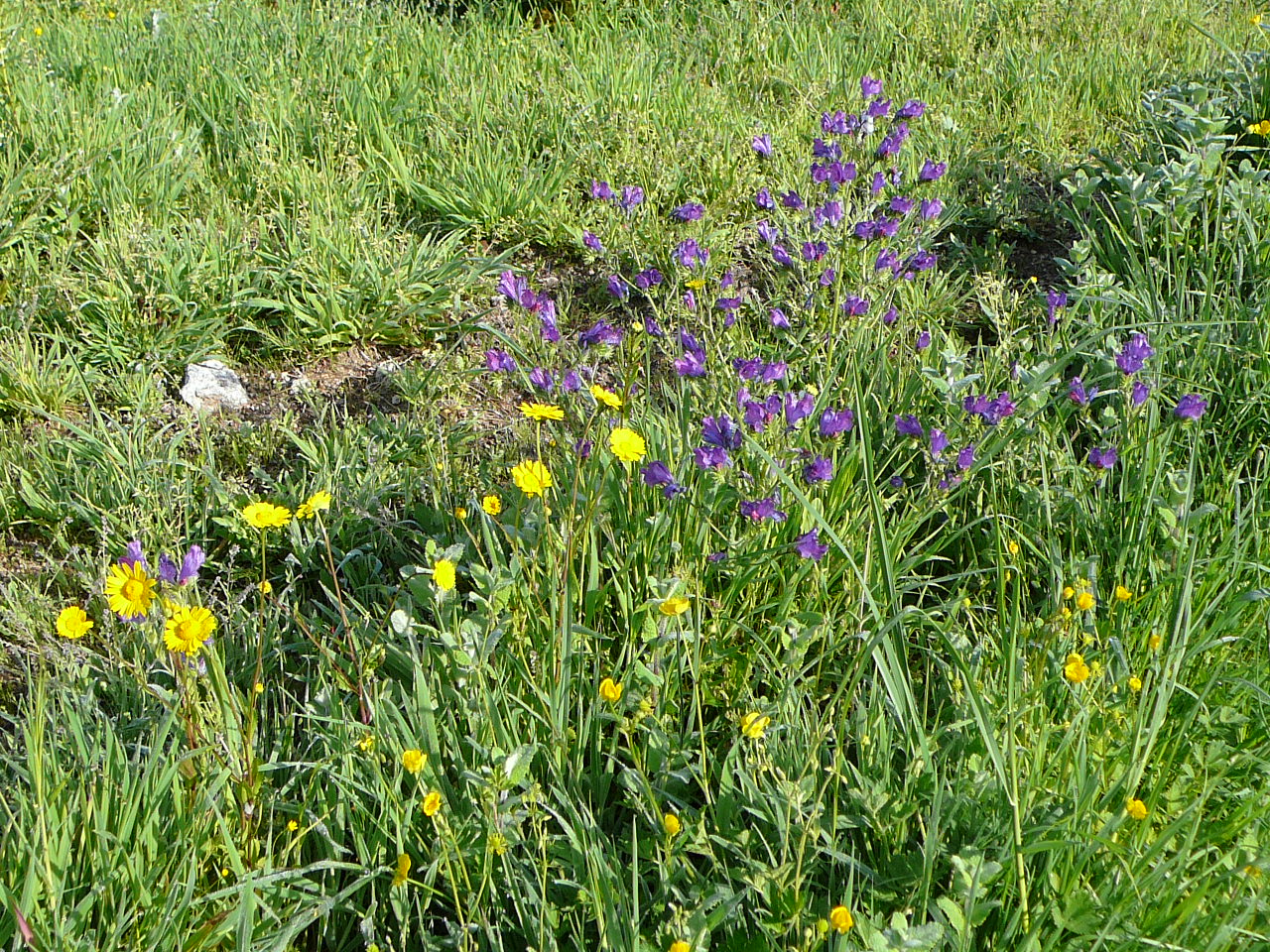 Ponteverdra - Caldas de Reis Quelques fleurs 