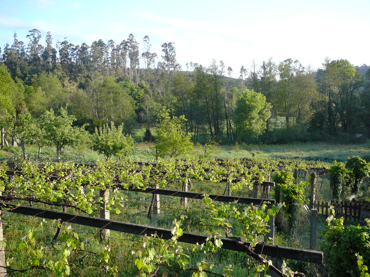 Padrón - Santiago Soleil et vigne 