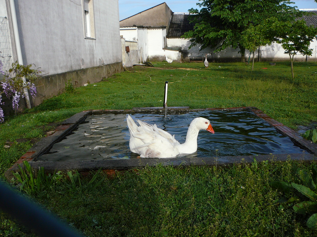 Padrón - Santiago Le bain d'une oie dans une basse-cours d'école 
