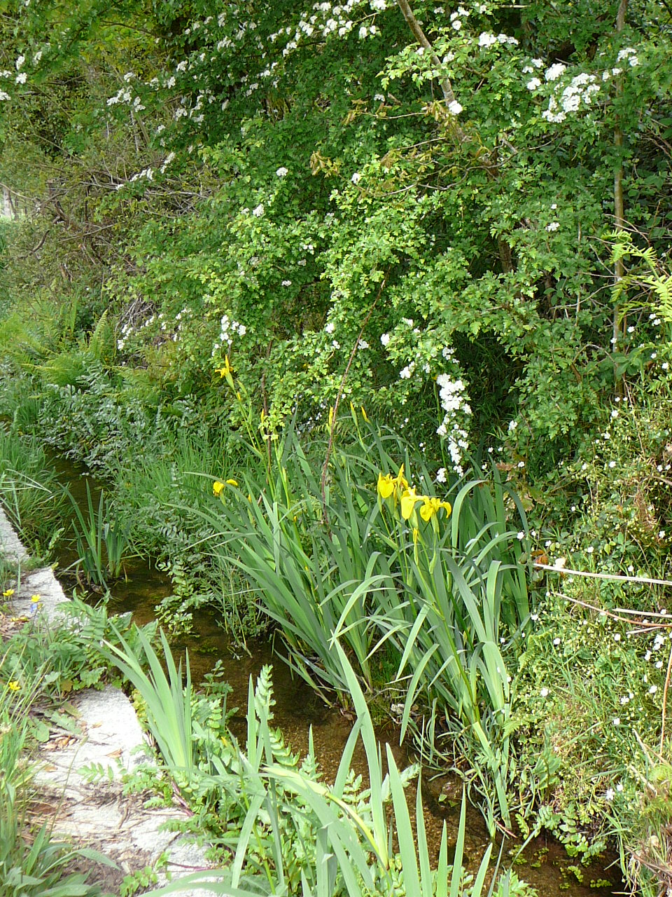 Santiago - Negreira Fleurs dans le caniveau 