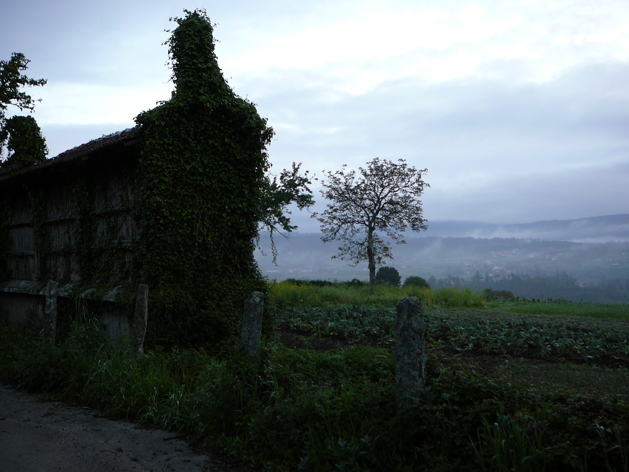 Negreira - Olveira Negreira au petit matin 