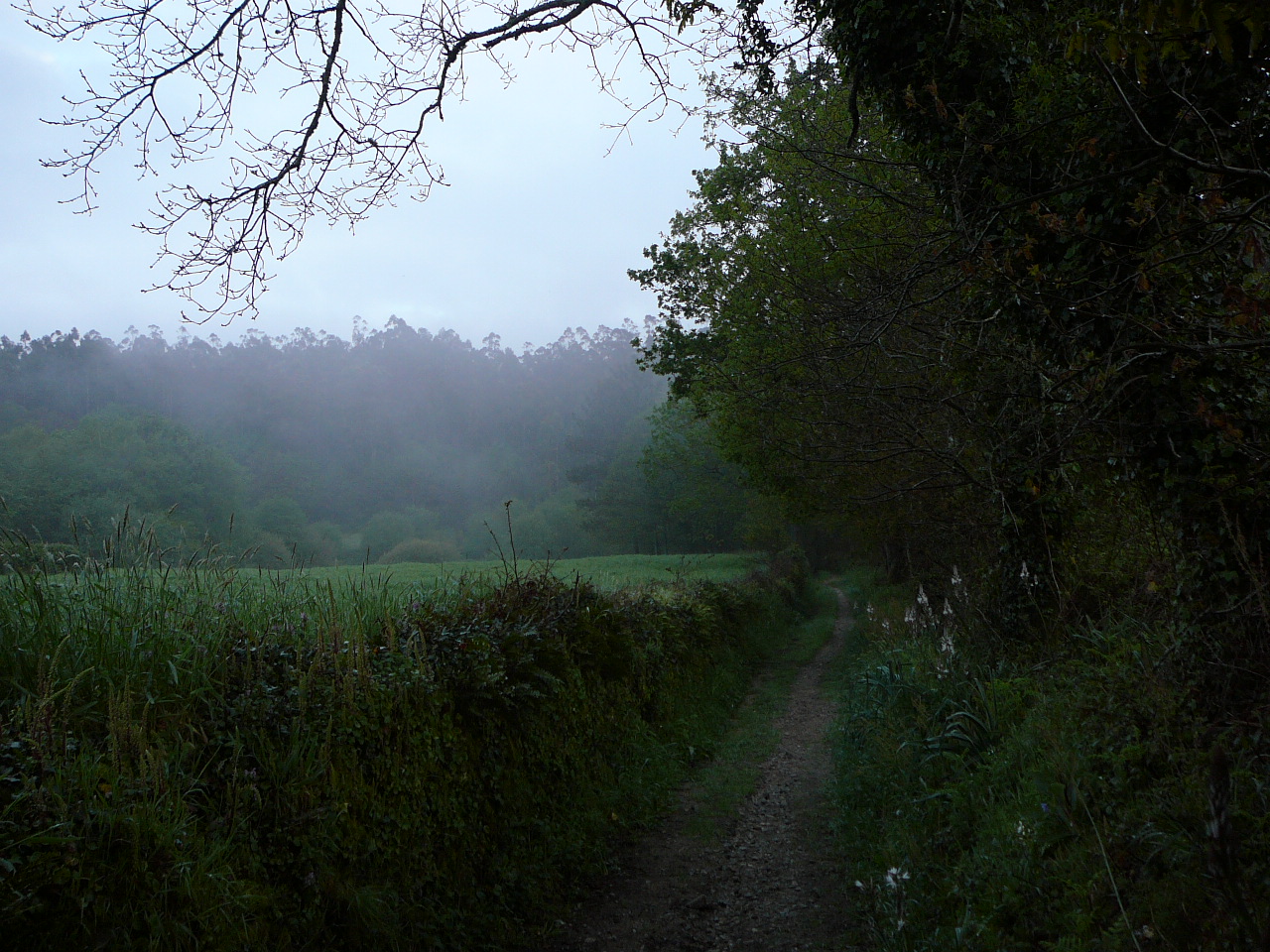 Negreira - Olveira Brume dans la campagne 