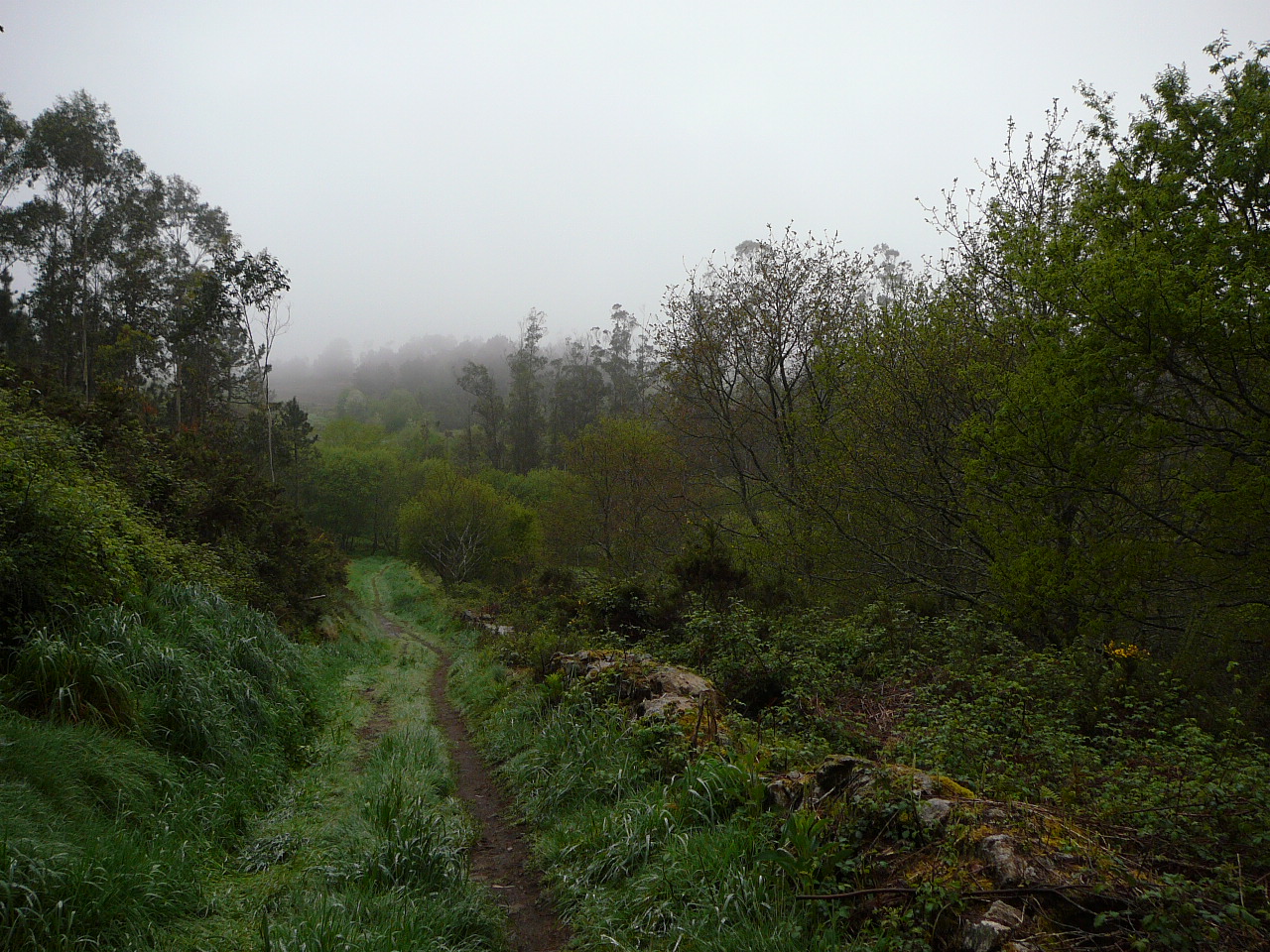 Negreira - Olveira Les nuages au ras des arbres 
