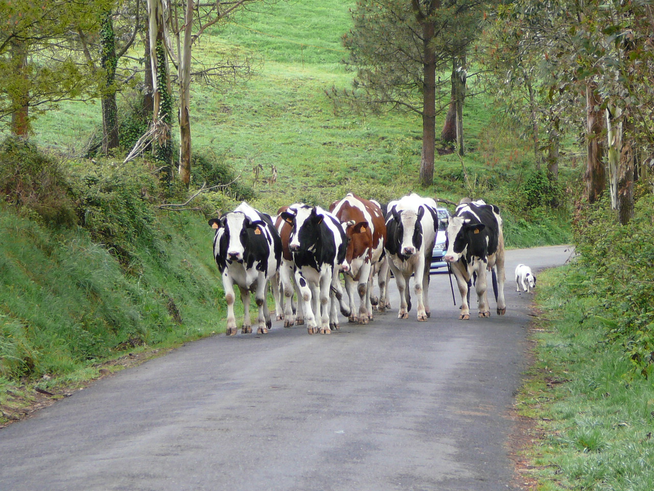 Negreira - Olveira Rencontre sur le chemin 