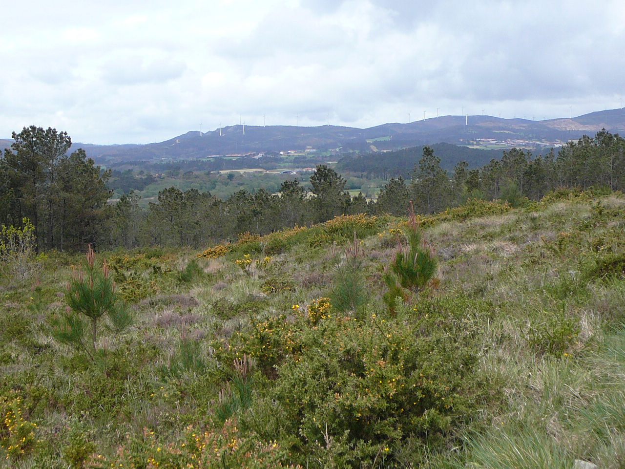 Negreira - Olveira En direction d'Olveira 
