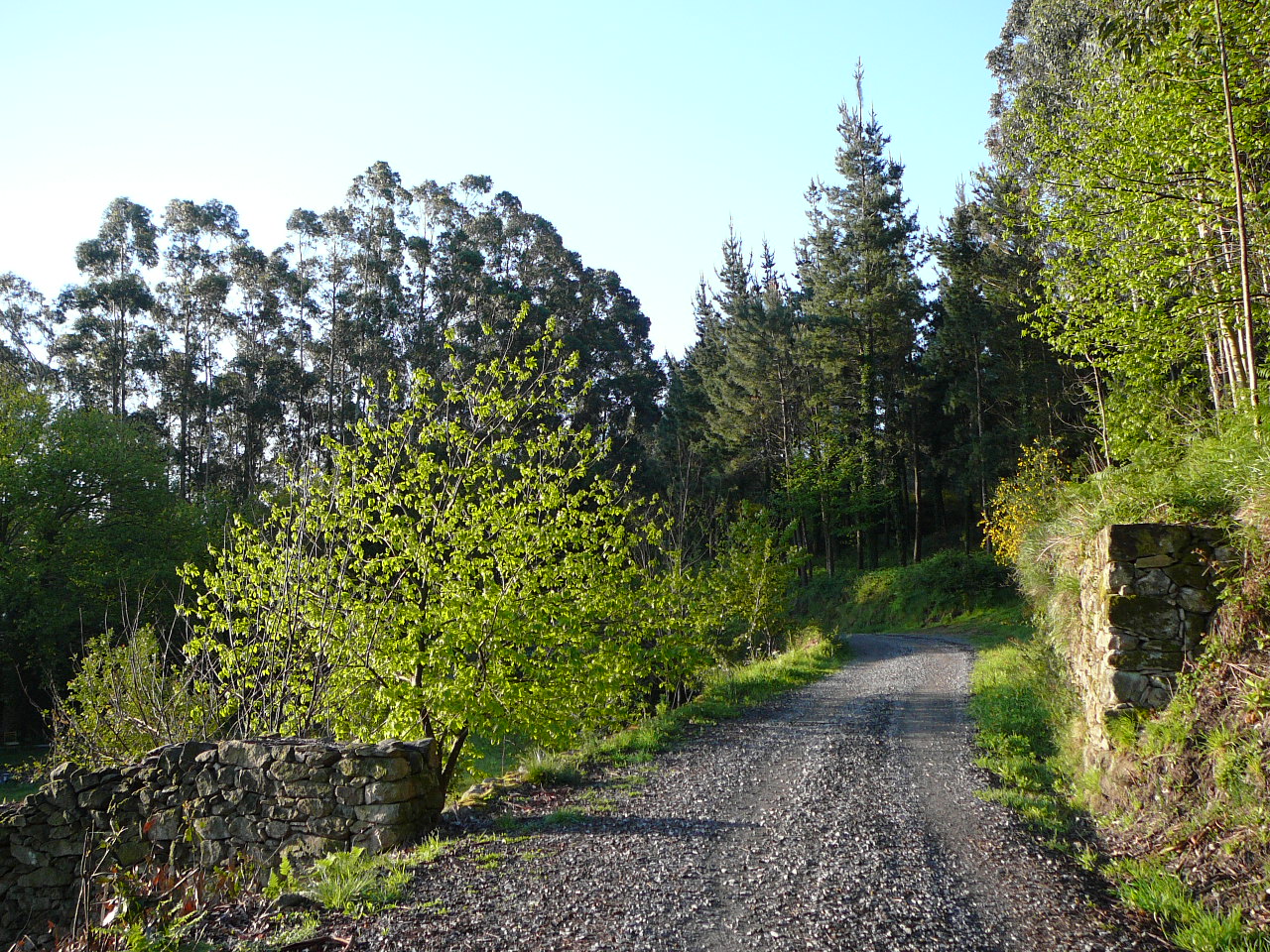 Olveira - Cee Avant  San Roque 